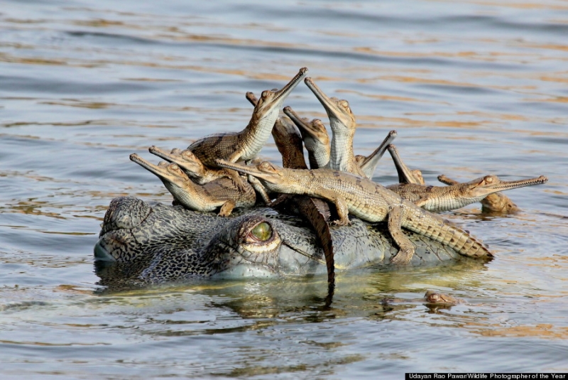 Крокодил с детёнышами